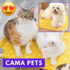 Cama para Gatos y Perros Confortable