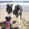Bebedero Agua Portátil para Mascotas